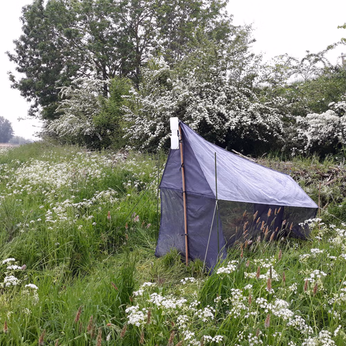 Afbeelding van Meer heggen leiden tot meer insecten, ook in groene gebieden