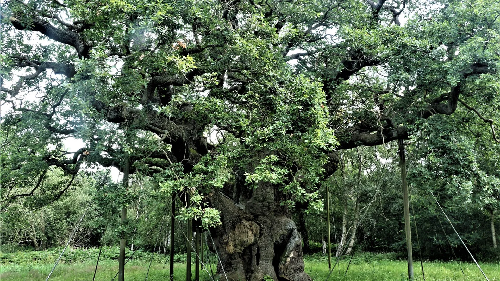 davidreed-tree-4353072_1280