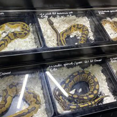 Afbeelding van Tweede Kamer neemt motie aan voor verbod op reptielenbeurzen