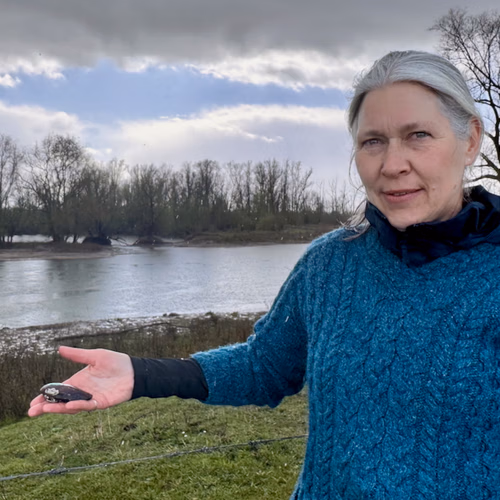 Afbeelding van Zoetwatermosselen komen terug in de Nederlandse rivieren