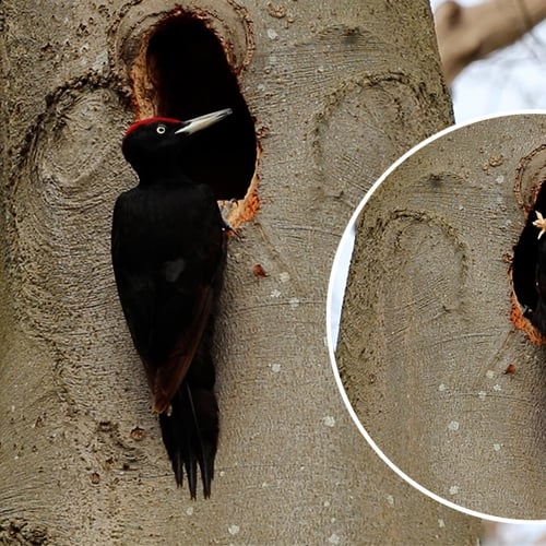 Afbeelding van Zwarte specht gooit laatste restjes haksel naar buiten