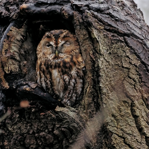 Afbeelding van Bosuil wordt wakker door de regen