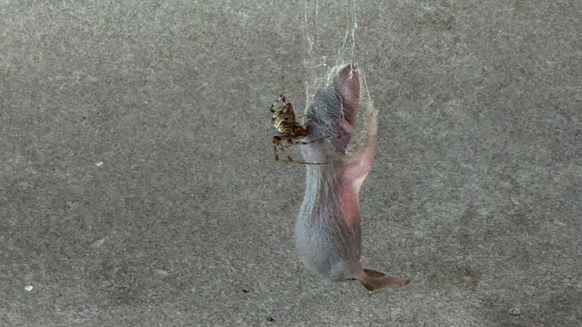 dode muis en spin