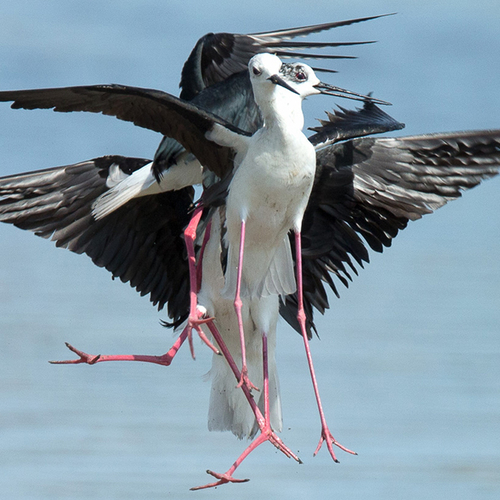 Afbeelding van Twee keer kijken: dieren in verrassende en rare houdingen