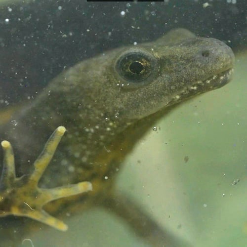 Afbeelding van Kamsalamander kampt met droogte in de Oostelijke Mijnstreek