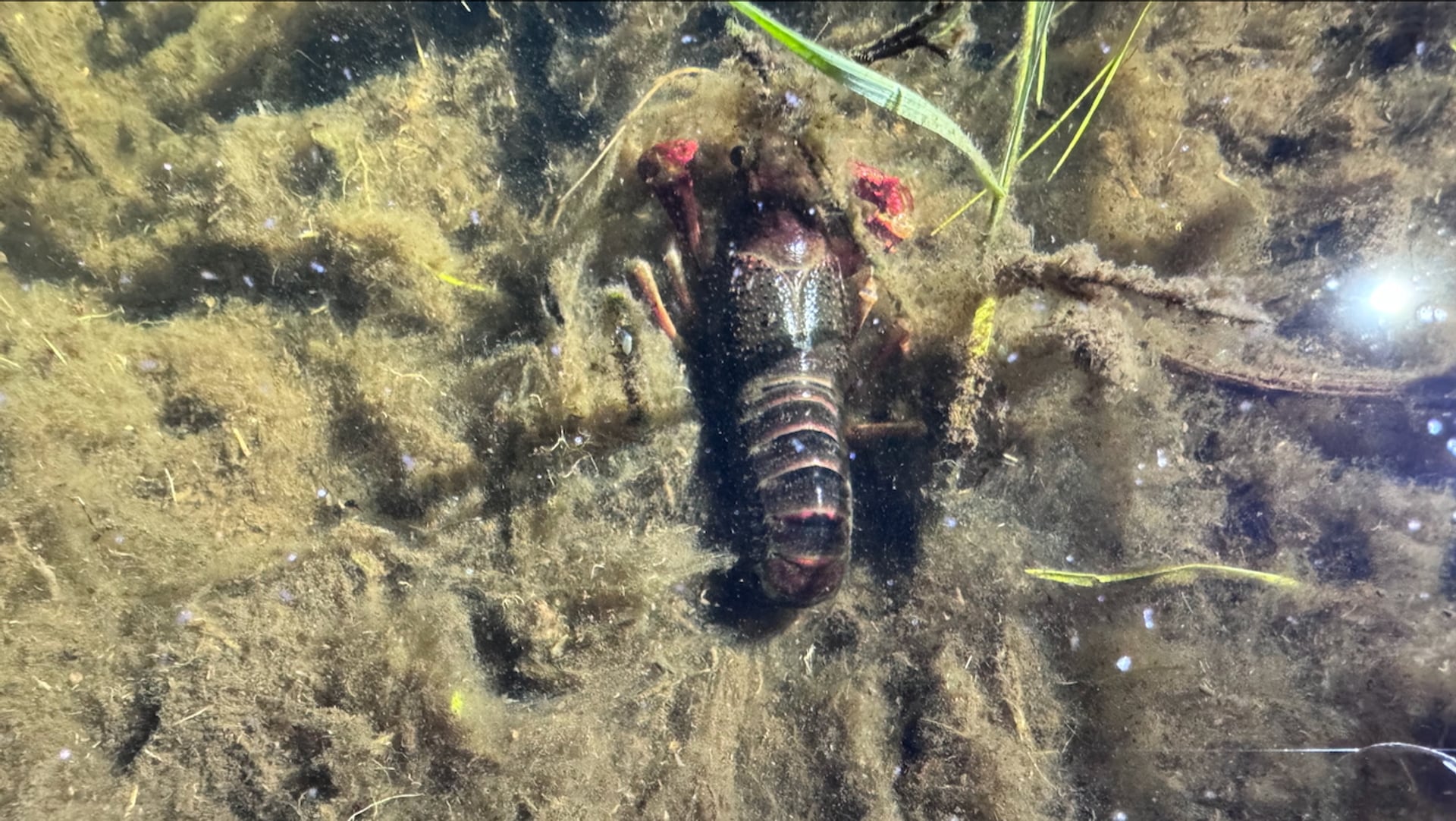rode Amerikaanse rivierkreeft (c) Rob Buiter