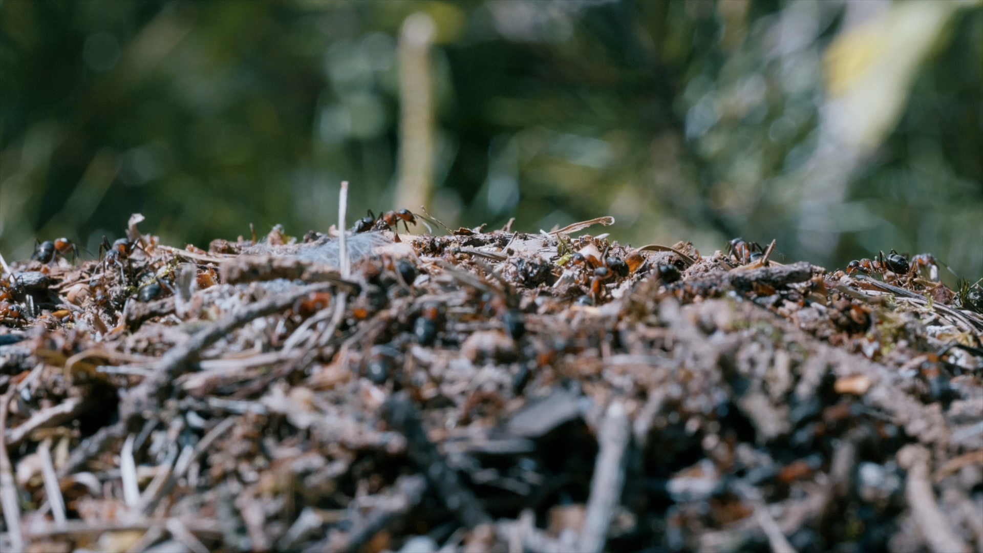 Fascinerende wezentjes in het bos