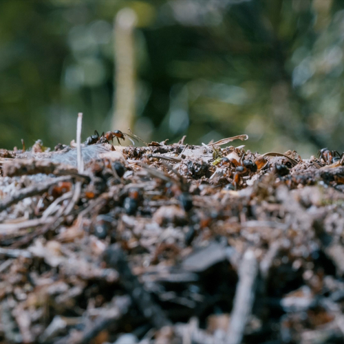 Afbeelding van Fascinerende wezentjes in het bos
