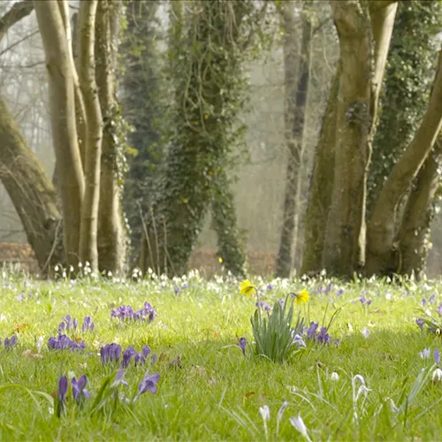 Afbeelding van Borgbloemkes: de stinzenplanten van Groningense landgoederen