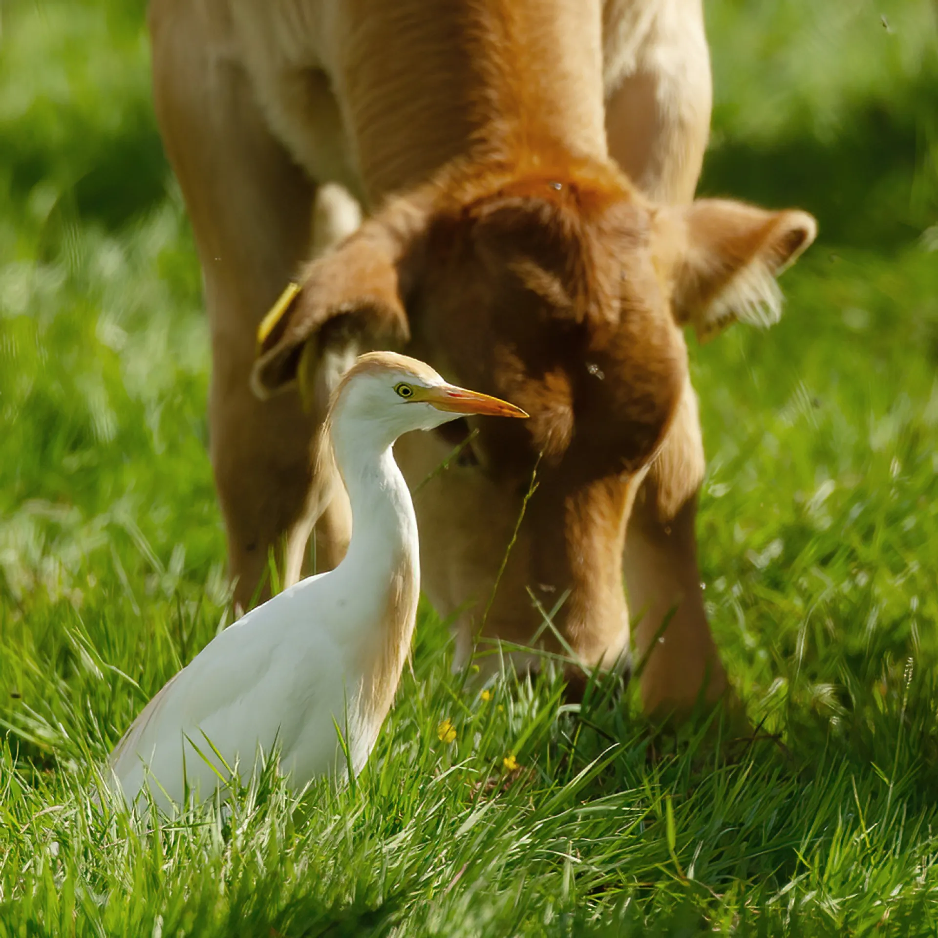 koereiger_6a81aef392500_large