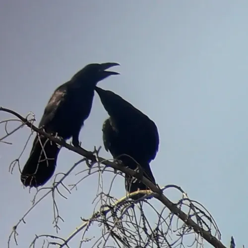 Afbeelding van Paartje raven verzorgt elkaar om de band te versterken