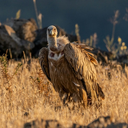 Afbeelding van Gieren in Extremadura, Zweedse tuin vol egels en overige onderwerpen