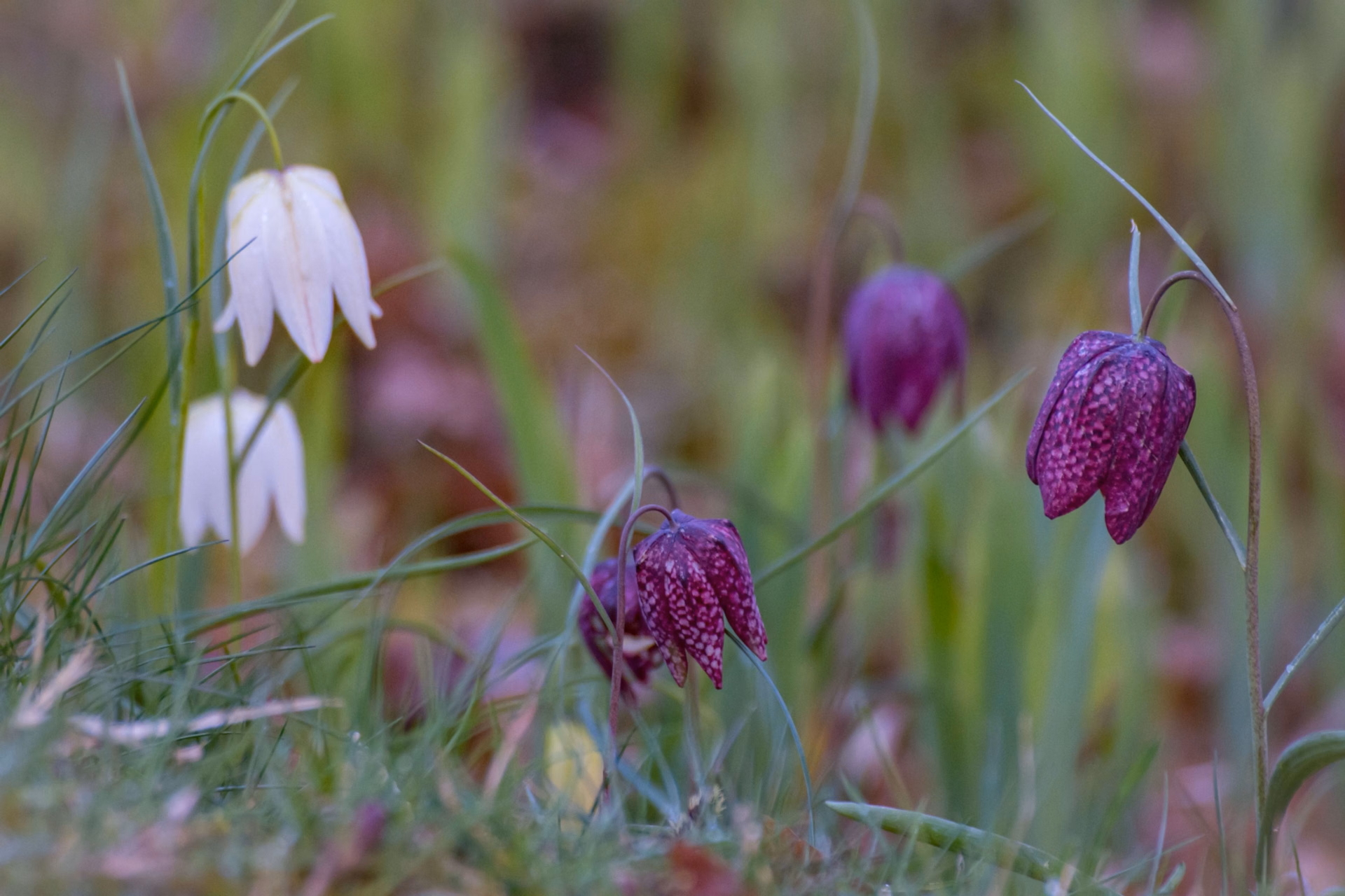 wilde_kievitsbloem_in_meerdere_kleuren