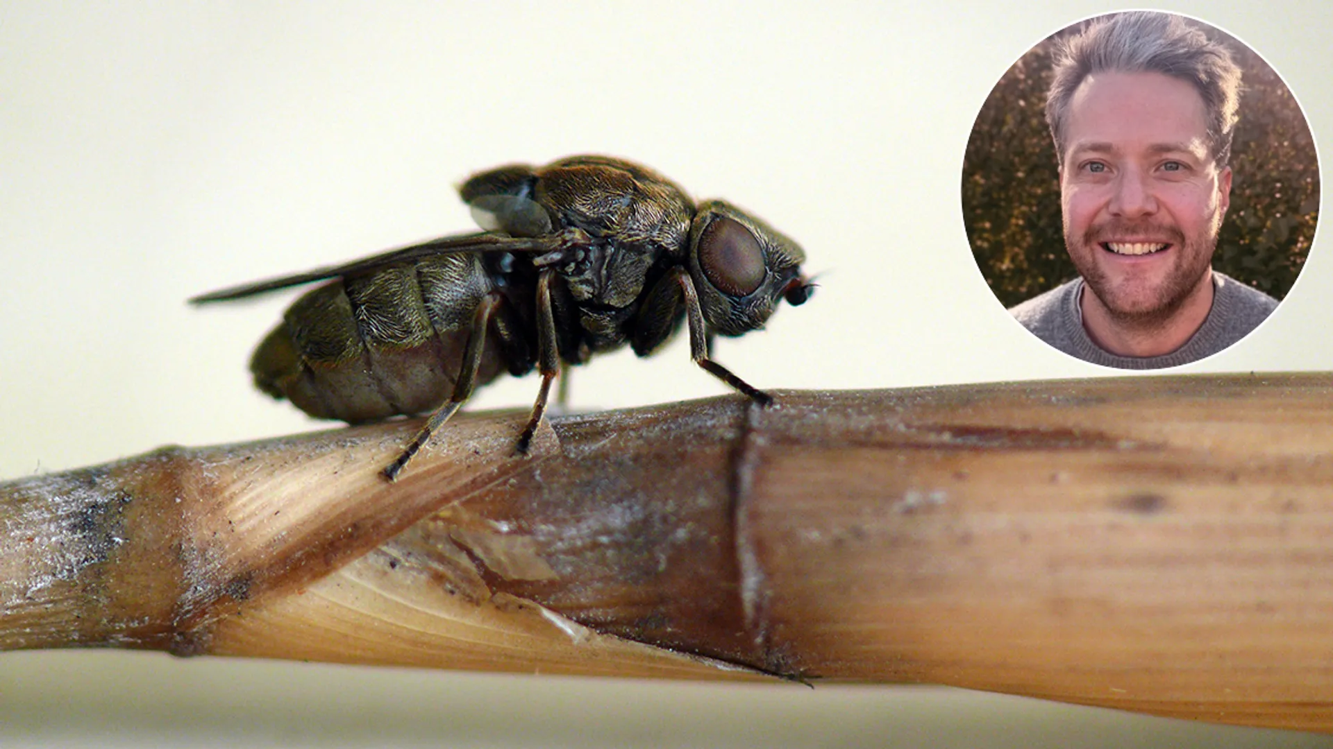 Groterietsigaargalvlieg-insectvanhetjaar
