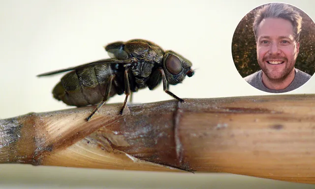 Afbeelding van De grote rietsigaargalvlieg is Insect van het Jaar 2026