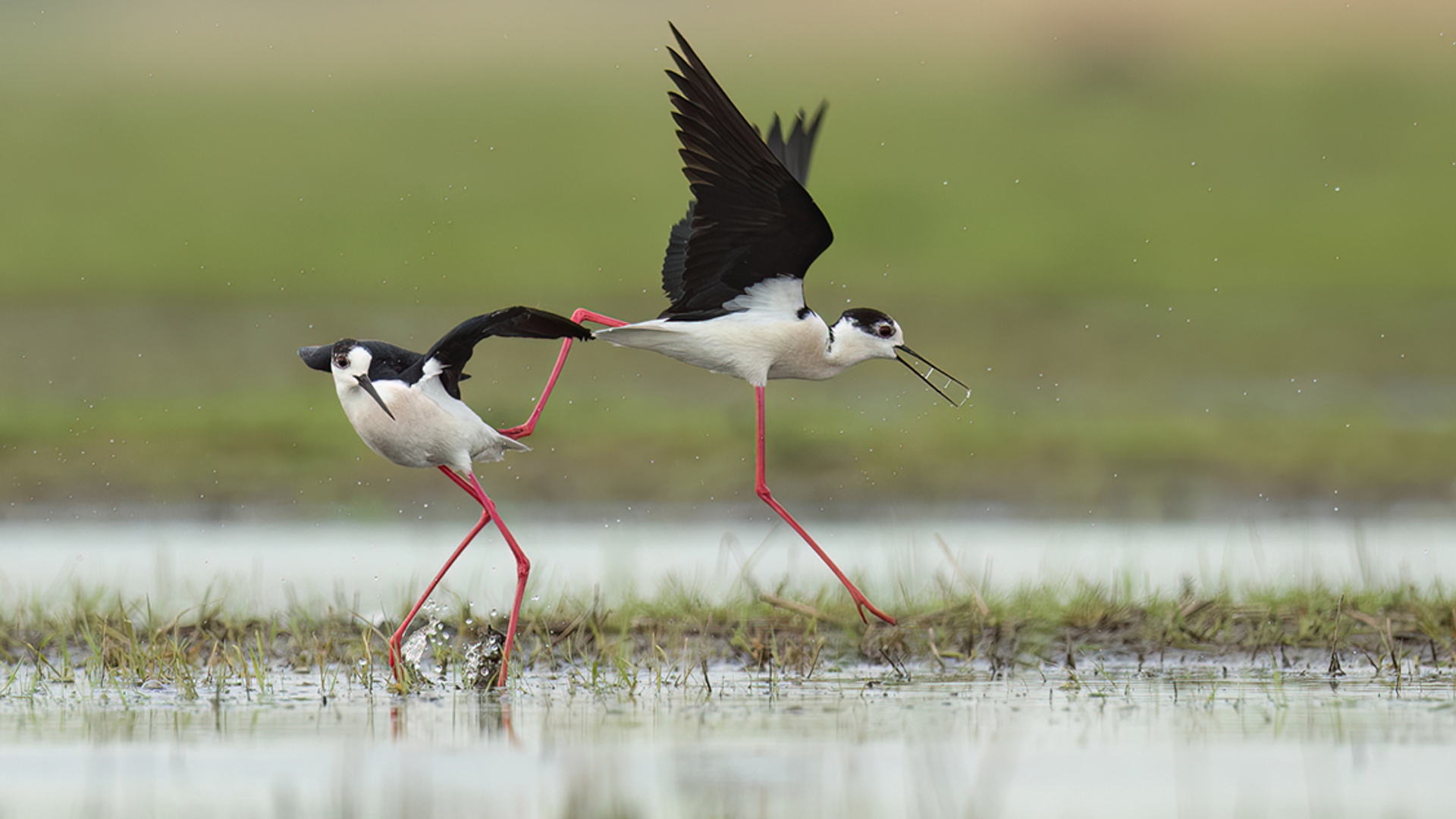 Steltkluten - fotograaf nitro4me