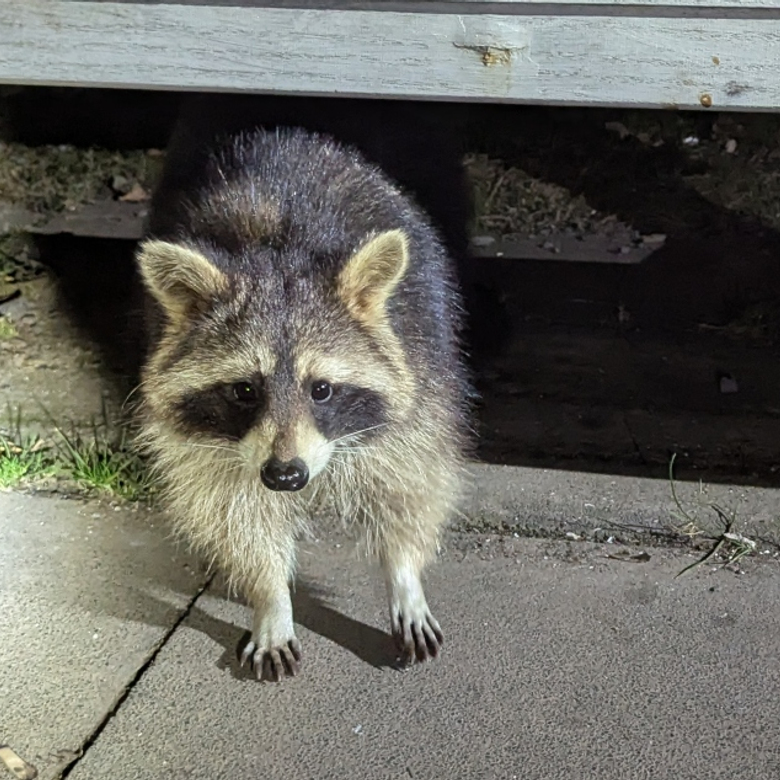 Afbeelding van Radio | 8 februari 2026 | Wasberen, dierproeven en voedzaamheid van gewassen