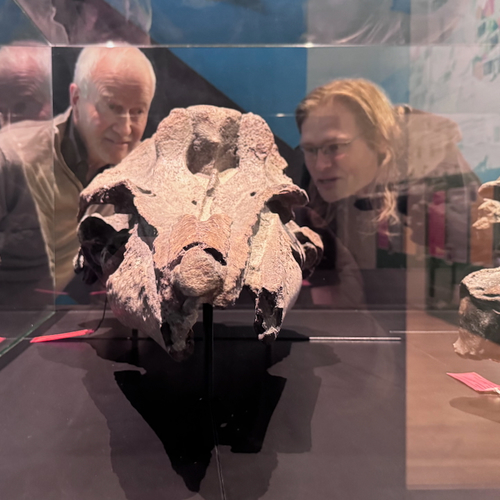 Nieuwe uitgestorven spitssnuitdolfijn voor de wetenschap ontdekt