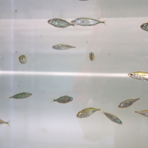 Afbeelding van Onderzoekers laten stekelbaarzen los in kunstmatige rivier