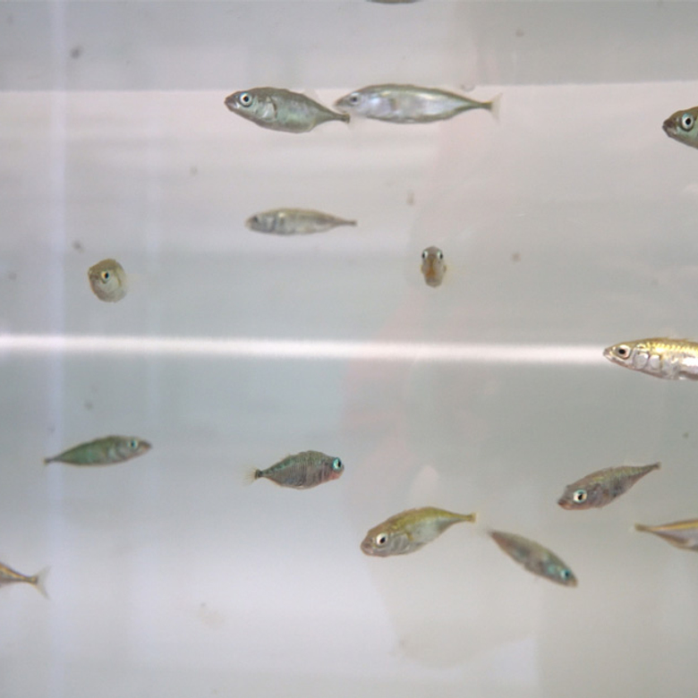 Afbeelding van Radio | 7 december 2025 | Kunstmatige rivier, cheetah en rechten voor de bij