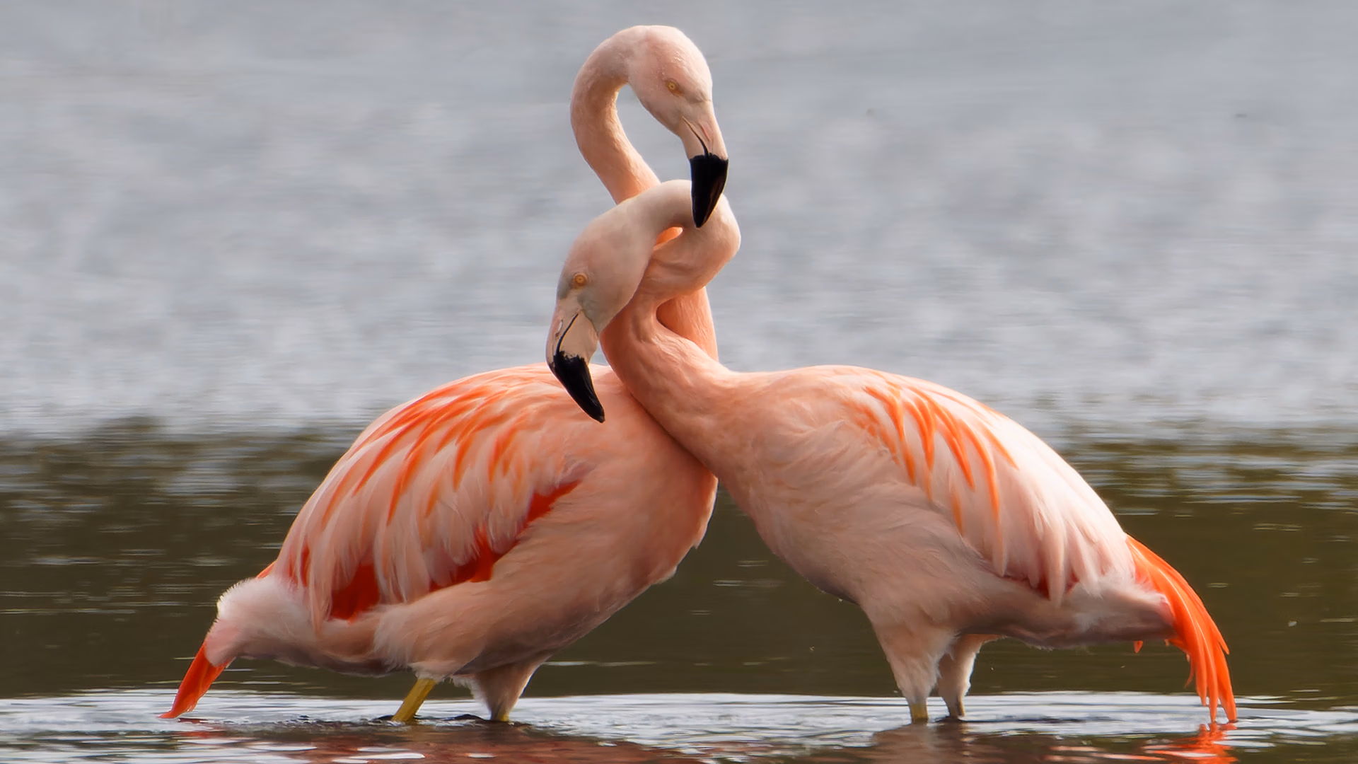Flamingo Zwillbrocker Venn
