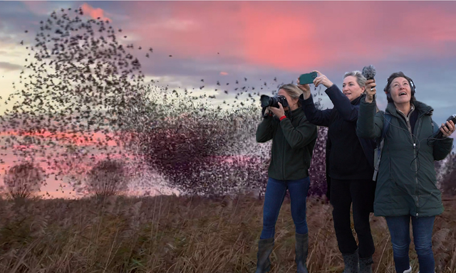 Afbeelding van Filmpje | Emmy bewondert twee keer per dag ‘haar’ spreeuwen