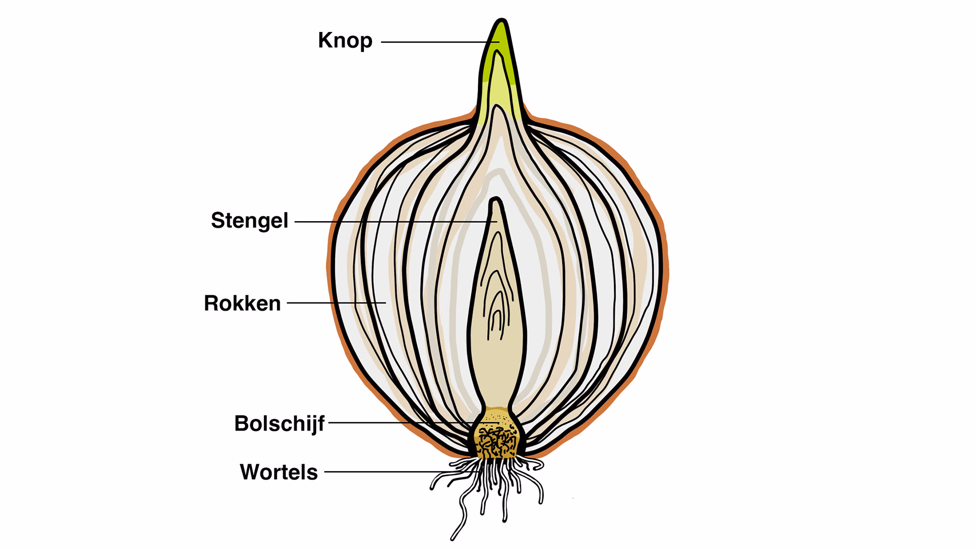 bol doorsnede