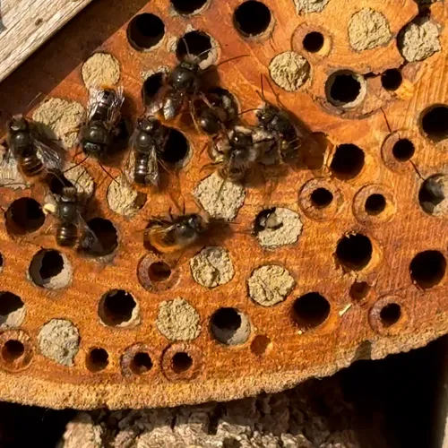 Afbeelding van Duizenden gehoornde metselbijen zwermen voor insectenhotel