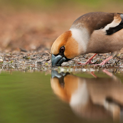 Afbeelding van Komt jouw vijver in Beleef de Lente? Meld je aan!