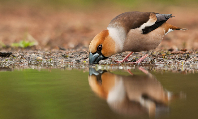 Afbeelding van Komt jouw vijver in Beleef de Lente? Meld je aan!
