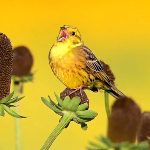 Geelgors als inspiratie voor wereldberoemde symfonie