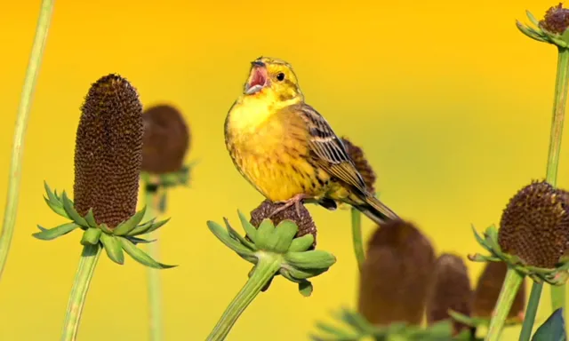 Afbeelding van Geelgors als inspiratie voor wereldberoemde symfonie