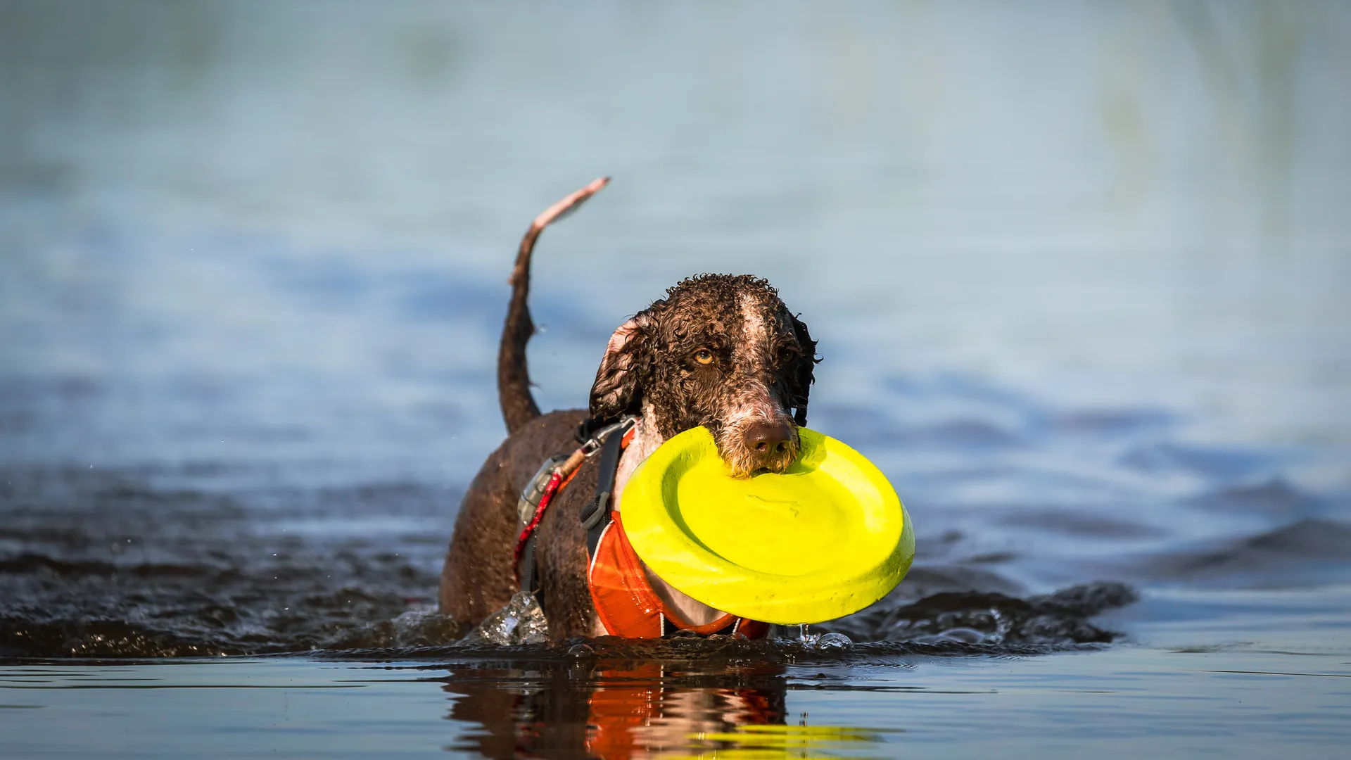 Hond in water pixabay