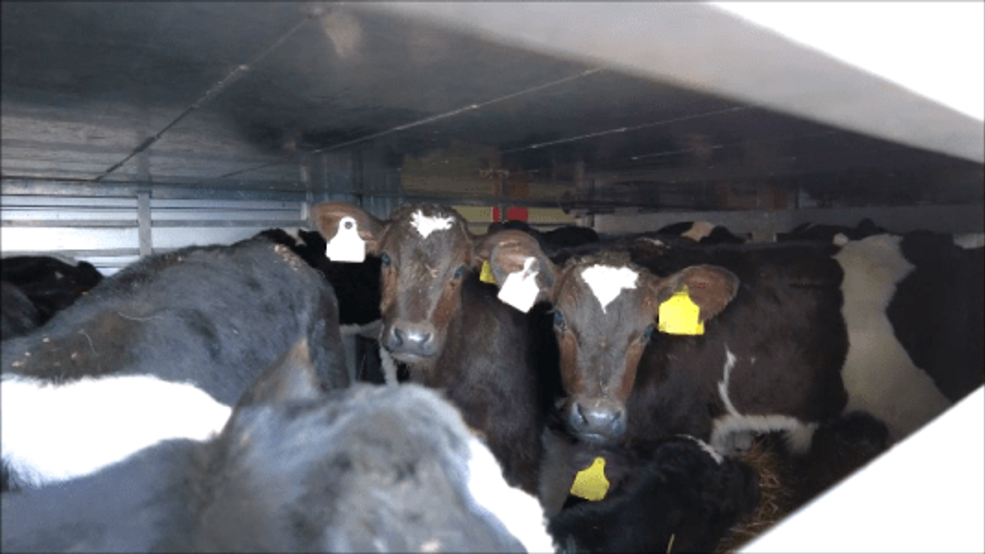 Kalfjes op transport in 2023