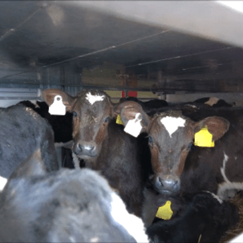 Afbeelding van Dieronvriendelijk transport Ierse kalfjes blijft doorgaan