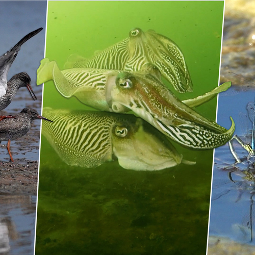 Grote groep sepia's, parende tureluurs en azuurwaterjuffers