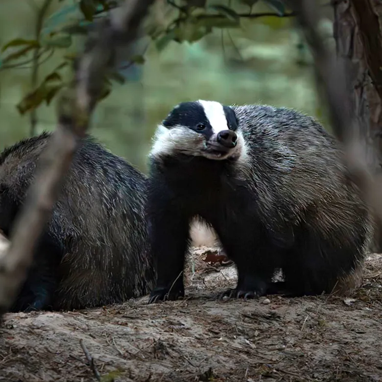 Afbeelding van Vroege Vogels TV | 6 september 2026 | Norger Esdorpenlandschap