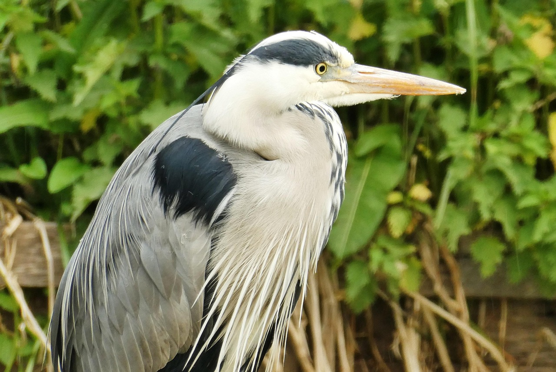 heron-3426854_1280