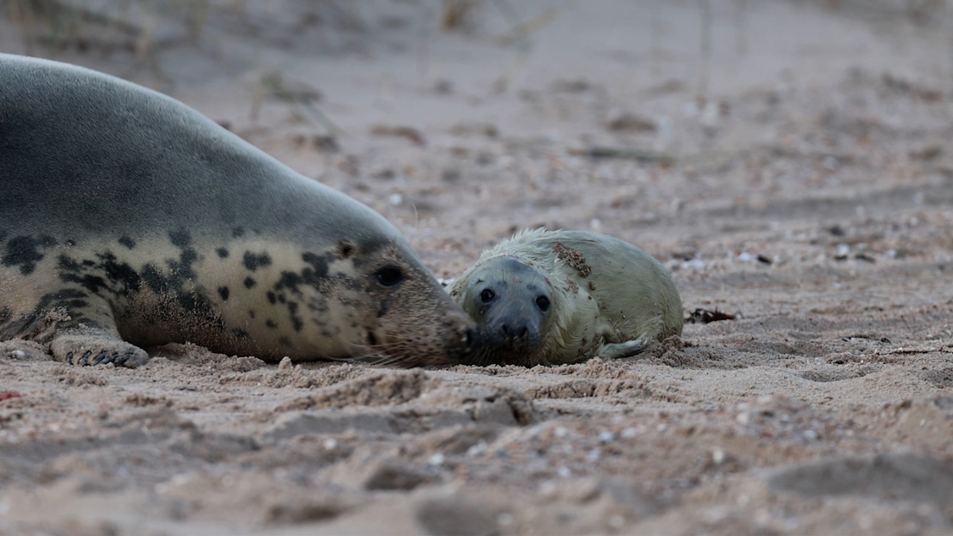 pasgeboren grijze zeehond