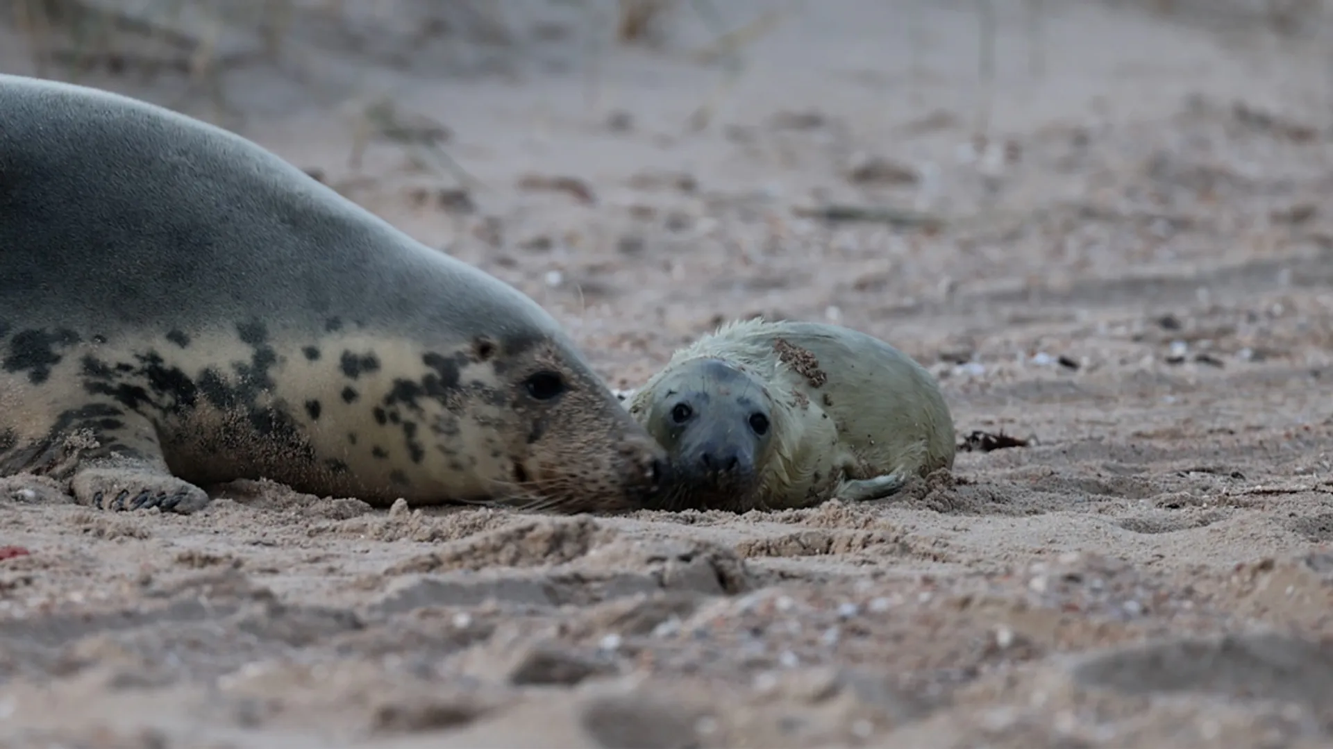 pasgeboren grijze zeehond