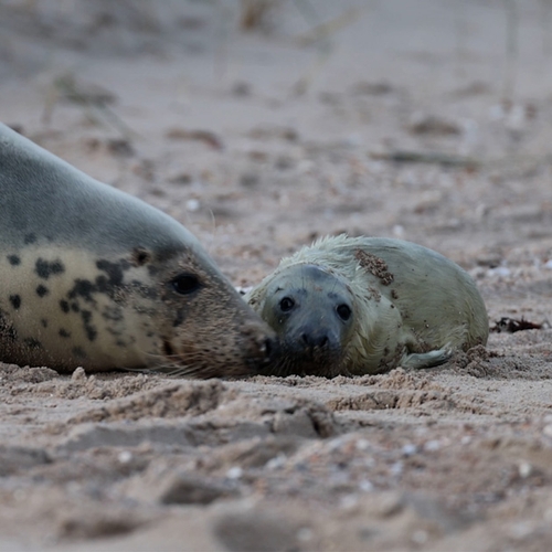 Afbeelding van Unieke beelden: geboorte van een grijze zeehond