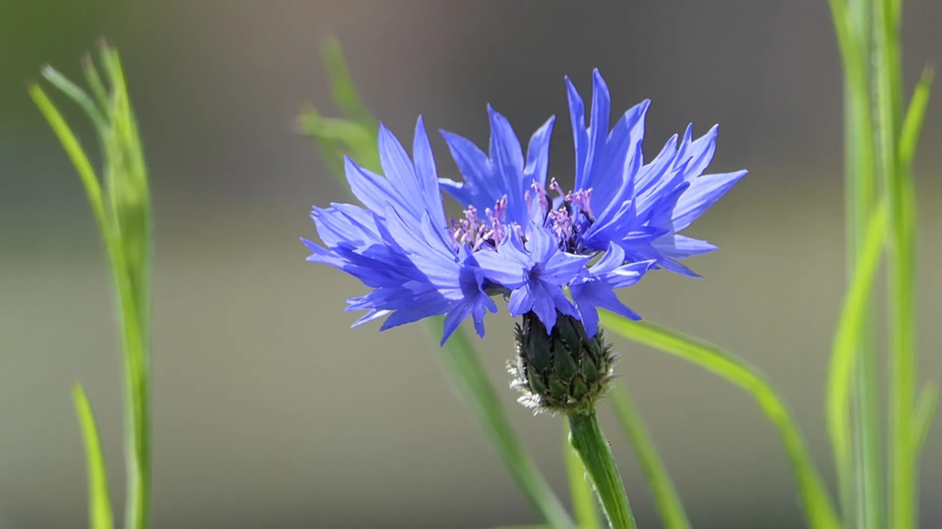 korenbloem