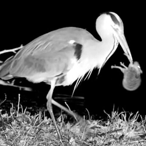 Afbeelding van Bruine rat ontsnapt ternauwernood uit snavel blauwe reiger