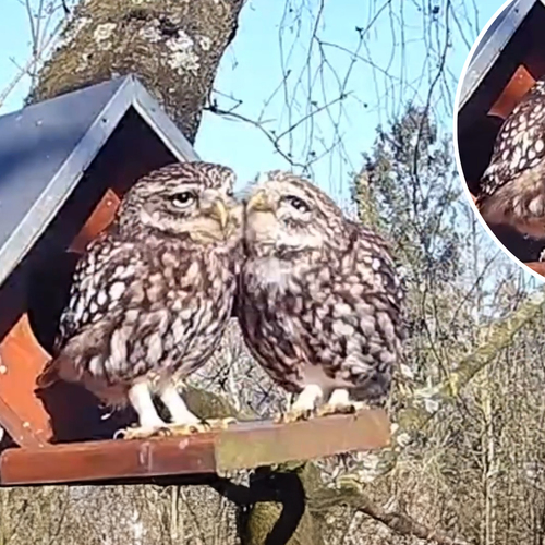 Afbeelding van Intiem moment tussen twee steenuilen