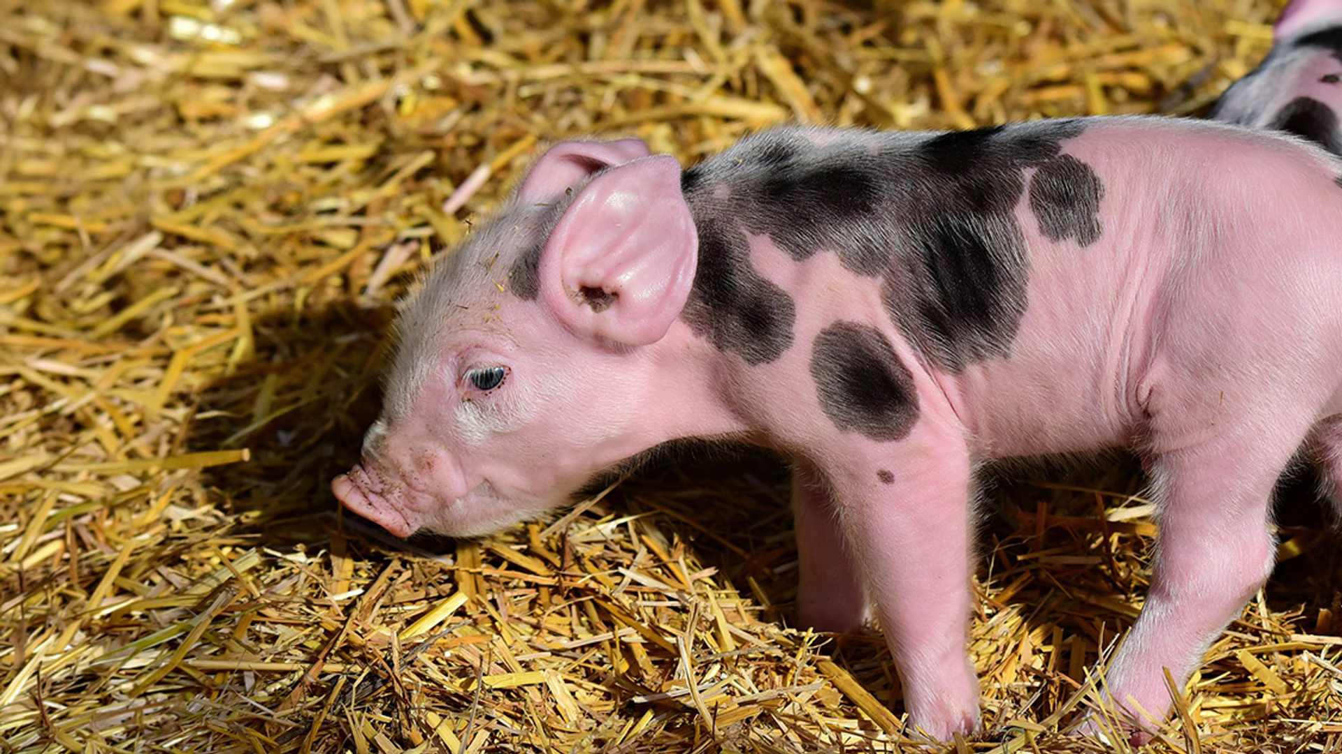 Varkens in Nood: laat biggen acht weken bij hun moeder