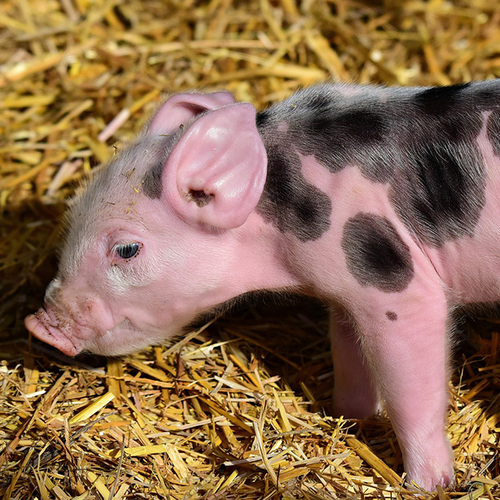 Afbeelding van Varkens in Nood: laat biggen acht weken bij hun moeder