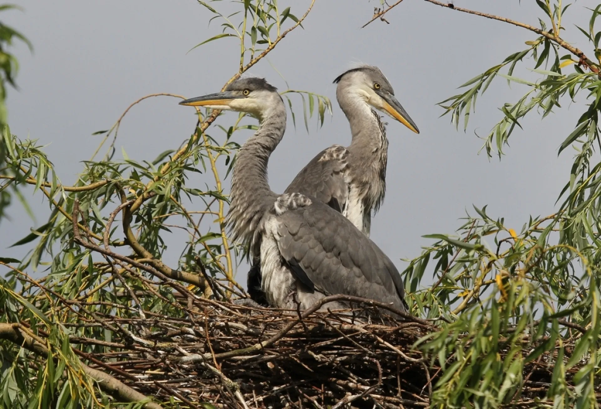 jonge_blauwe_reigers_57743a5b47a28_large