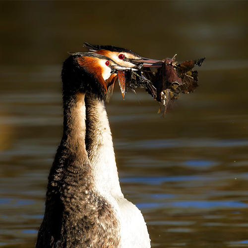 Afbeelding van Futen dansen sierlijk en geven elkaar "cadeautjes"