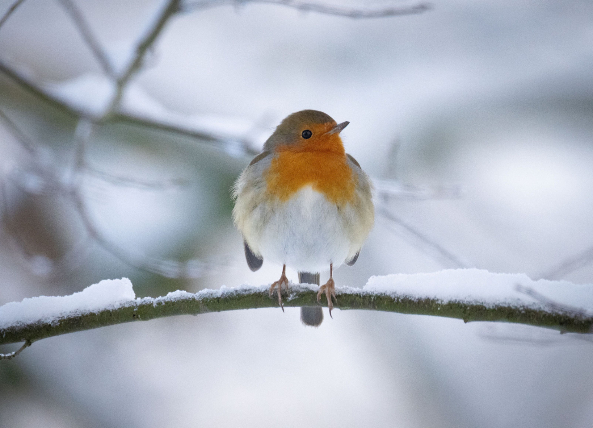 roodborstje in de sneeuw op tak