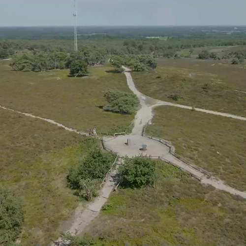 Lemelerberg weer begroeid met heide